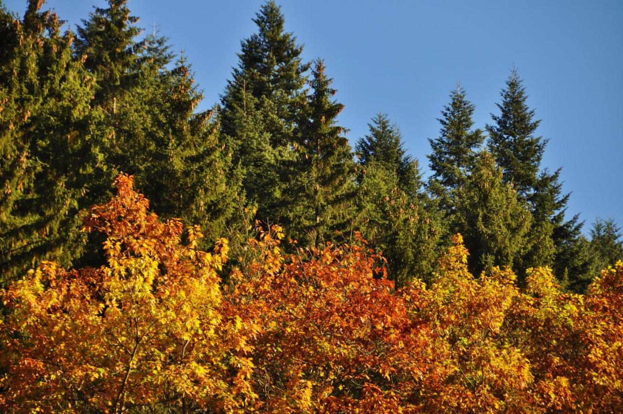 Flair-Hotel Waldfrieden Oberweißbach Zewnętrze zdjęcie